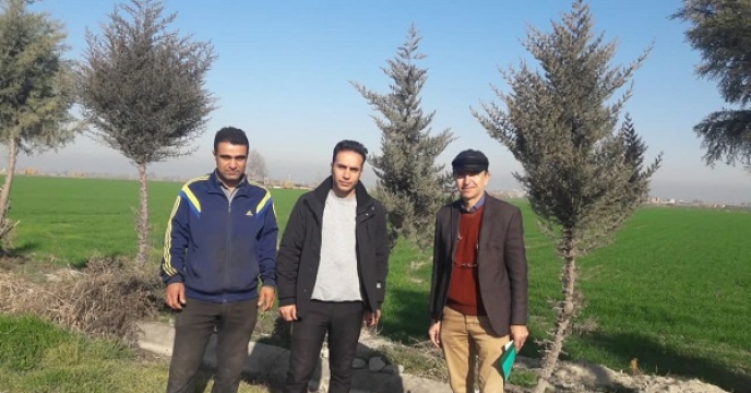 بازدید از مزارع تکثیری بذر گندم ایستگاه تحقیقات هاشم آباد  موسسه تحقیقات پنبه کشور