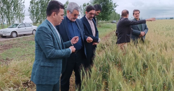 بازدید  معاون و فنی و کنترل کیفی و هیئت همراه از  مزارع تکثیری بذر گندم در گلستان