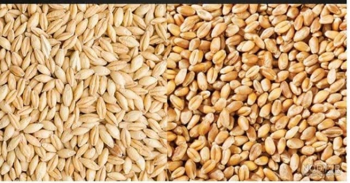 تامین بذر گندم و جو در مهر ماه سال جاری در انبار مرکزی شرکت خدمات حمایتی کشاورزی استان کرمان