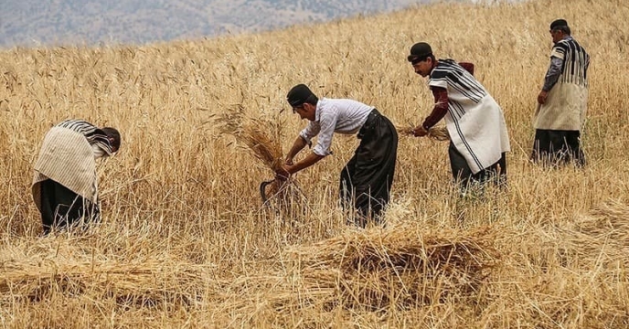 توزیع کود یارانه ای در شهرستان بم برای محصول گندم