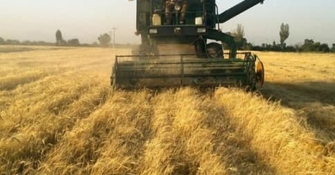 توزیع کود یارانه ای در شهرستان کرمان برای محصول گندم