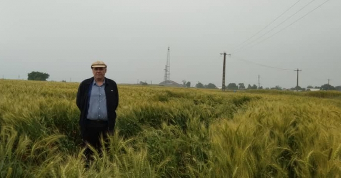بازدید از مزرعه پیمانکار تکثیری بذر گندم  علی وطنی شهرستان علی آباد کتول در معیت مهندس ملکوتی معاون بذر شرکت خدمات حمایتی کشاورزی کشور