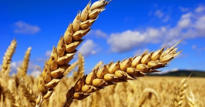 توزیع 1182 تن، انواع کود یارانه ای در شهرستان بردسیر  برای محصول گندم 