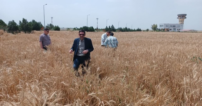 بازدید از وضعیت مزرعه تکثیری بذر گندم سبحان نظر پران دوجی در فرودگاه شهرستان کلاله