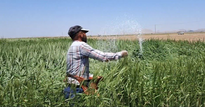 افزایش 10 درصدی توزیع کود یارانه ای برای محصول گندم 