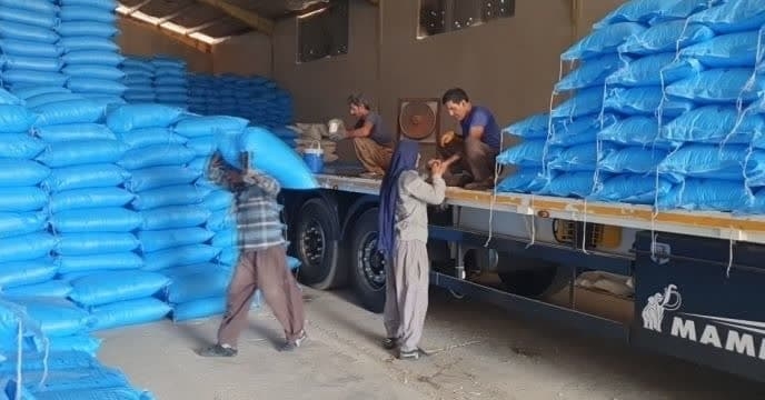 تامین و توزیع مقدار3 هزارو166 تن کود اوره برای کشاورزان شهرستان گنبد در فروردین ماه سال جاری
