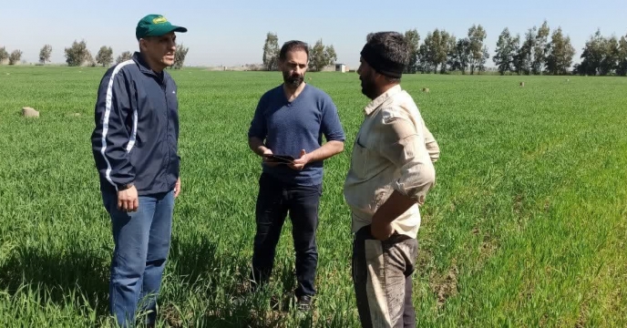 بررسی وضعیت مزارع تکثیری بذر گندم  عباسعلی و حسین  عطاری در روستای اوج تپه در شهرستان آق قلا
