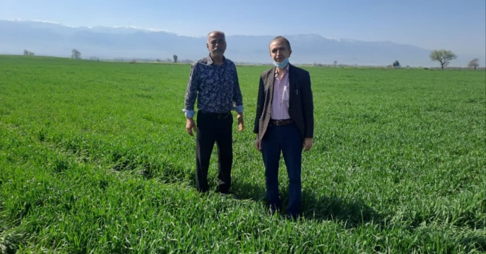 بررسی وضعیت مزرعه پیمانکار تکثیری بذر گندم علیرضا مخیری در روستای هاشم آباد  شهرستان گرگان