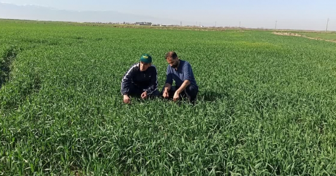 بررسی وضعیت مزرعه پیمانکار تکثیری بذر داود خوجه در روستای آق دکش شهرستان آق قلا