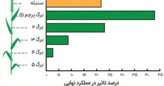 بیش از 80 درصد از عملکردگندم وجو، حفظ سه برگ منتهی به خوشه 
