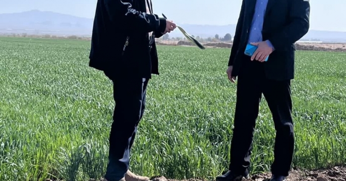 بازدید از مزارع بذری شهرستان شاهرود