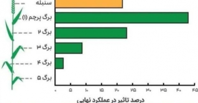 بیش از۸۰ درصدعملکرد، حفظ سه برگ منتهی به خوشه است