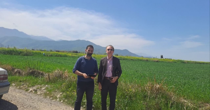 بررسی وضعیت مزرعه پیمانکار تکثیری بذر گندم نقی درویش در روستای قلی آباد شهرستان گرگان