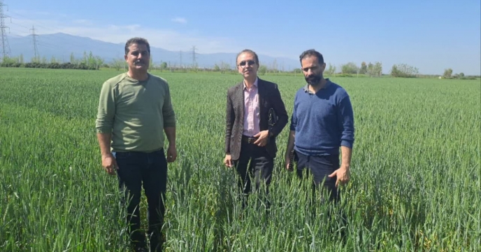بررسی وضعیت مزرعه پیمانکار تکثیری بذر گندم علی اکبر پسرکلی در روستای معصوم آباد شهرستان گرگان