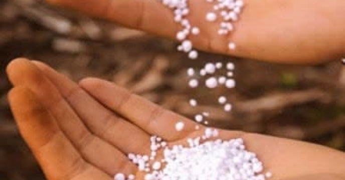 مراحل طلایی تغذیه گندم با محلول پاشی کود اوره در زمان گلدهی