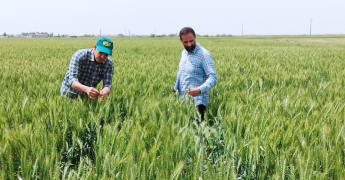 بازدید از وضعیت مزرعه پیمانکاری تکثیری داود خوجه درروستای آق دکش شهرستان آق قلا
