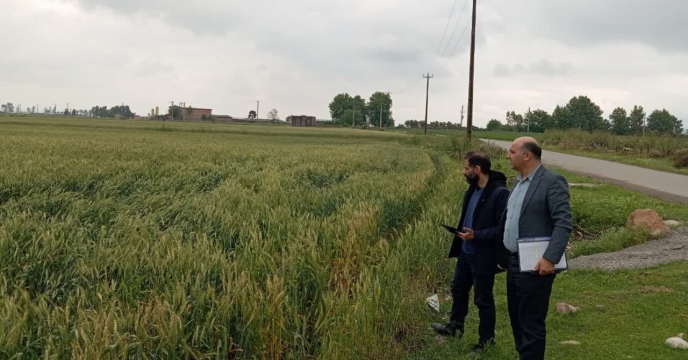 بازدید از وضعیت مزرعه پیمانکاری تکثیری دانیال کمر درروستای رحمت آباد بخش کمالان شهرستان آق قلا