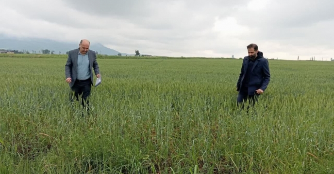 بازدید از وضعیت مزرعه پیمانکاری تکثیری غلامرضادرویش محمدی درروستای رحمت آباد بخش کمالان شهرستان علی آباد کتول