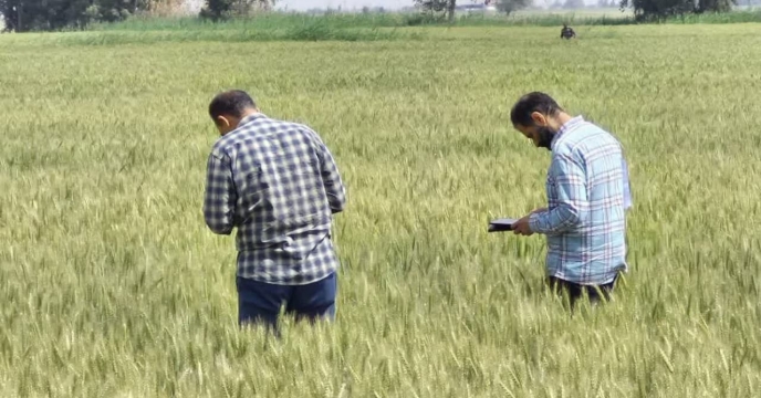 بازدید از وضعیت مزرعه پیمانکاری تکثیری حسین عطاری درروستای اوج تپه  شهرستان آق قلا