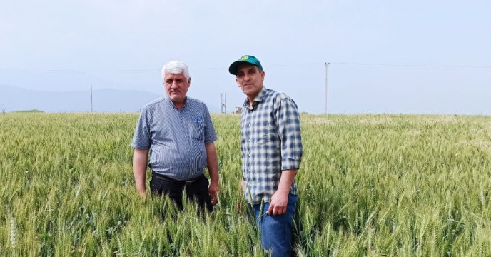 بازدید از وضعیت مزرعه پیمانکاری تکثیری نصرت الله خوری جندقی درروستای قلی آباد قرق شهرستان گرگان