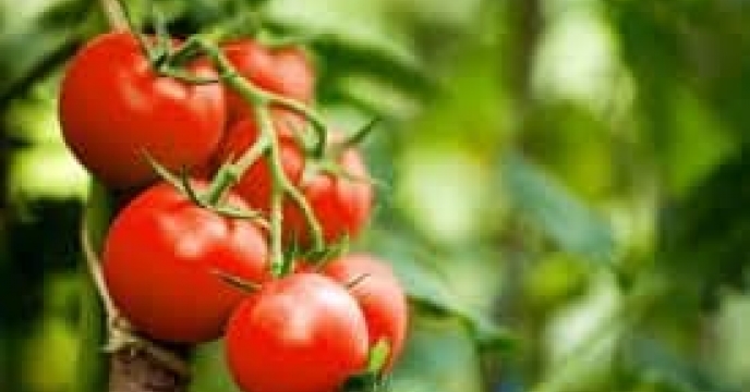 توزیع  مقدار5 تن انواع کود کشاورزی یارانه ای  برای مزارع گوجه‌فرنگی شهرستان بندرگز در خرداد ماه سال۱۴۰۴