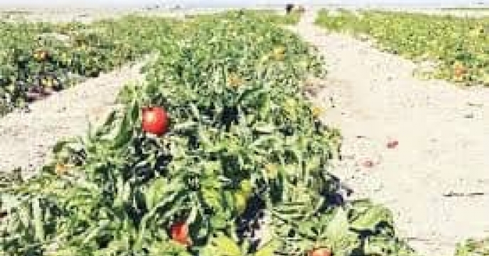 توزیع  مقدار تقریبی۱ تن انواع کود کشاورزی یارانه ای  برای مزارع گوجه‌فرنگی شهرستان  آزادشهر در خرداد ماه سال۱۴۰۴