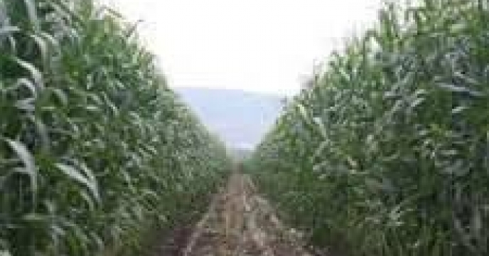 توزیع  مقدار تقریبی1 تن   انواع کود کشاورزی یارانه ای  برای مزارع ذرت علوفه ای شهرستان بندرگز در خرداد ماه سال۱۴۰۴
