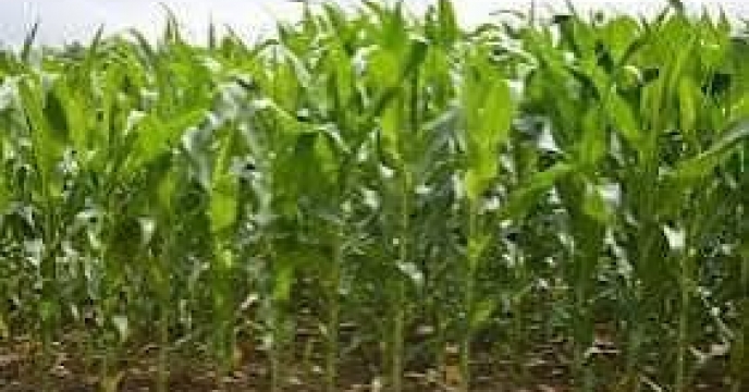 توزیع  مقدار تقریبی ۳تن  انواع کود کشاورزی یارانه ای  برای مزارع ذرت علوفه ای شهرستان  کردکوی در خرداد ماه سال۱۴۰۴