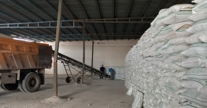 پایداری عملکرد یونجه در مزارع قم؛ مصرف ۴۳۰ تن کود یارانه‌ای برای تغذیه پایدار