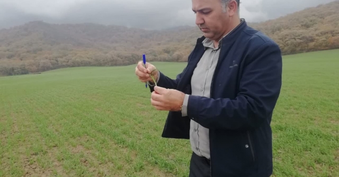 بازدید از مزارع تکثیری بذر گندم در شهر  فاضل  آباد استان گلستان