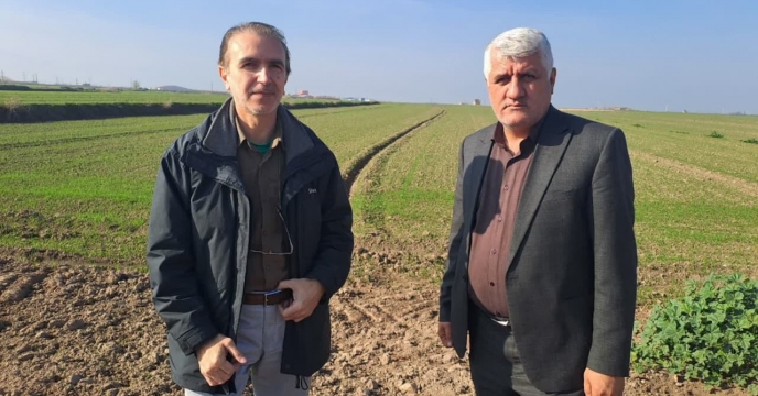 بازدید از مزرعه تکثیری بذر  گندم برادران جندقی  در شهر قرق گرگان 