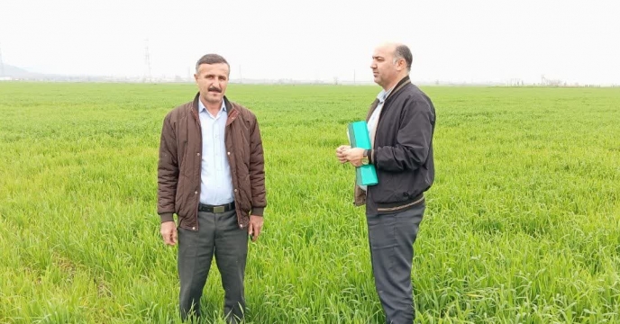 بازدید از مزارع  پیمانکاران تکثیری  بذر  گندم شهر قرق  شهرستان  گرگان