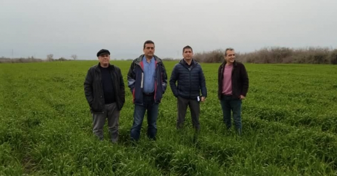 بازدید  از مزارع پیمانکاران تکثیری بذر گندم در روستای تخشی محله شهرستان  گرگان  با حضور مدیر فنی و بهبود کیفیت بذر و نهال