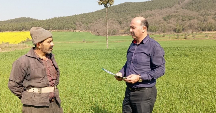 بازدید از مزارع پیمانکاران تکثیری بذر گندم در بخش  کمالان شهرستان  علی آباد
