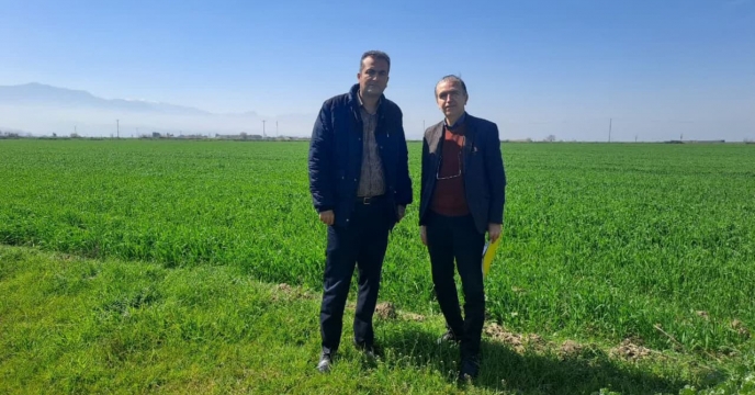 بازدید از مزرعه  تکثیری  بذر گندم  محمد مقصودلو  در شهر سرخنکلاته شهر گرگان