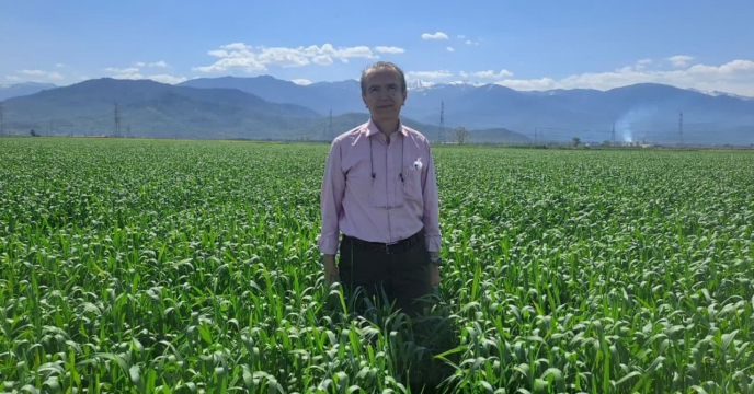 بازدید  از مزرعه  تکثیری  بذر  گندم علی  خلیلی در روستای   قلی  آبادشهر  قرق گلستان