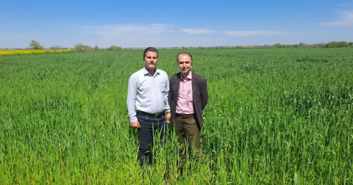 بازدید از مزرعه تکثیری بذر گندم  پسرکلی در روستای  معصوم آباد  شهرستان گرگان
