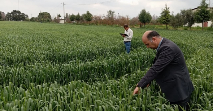 بازدید از مزرعه تکثیری بذر گندم موسسه تحقیقات پنبه کشور در روستای هاشم آباد گرگان