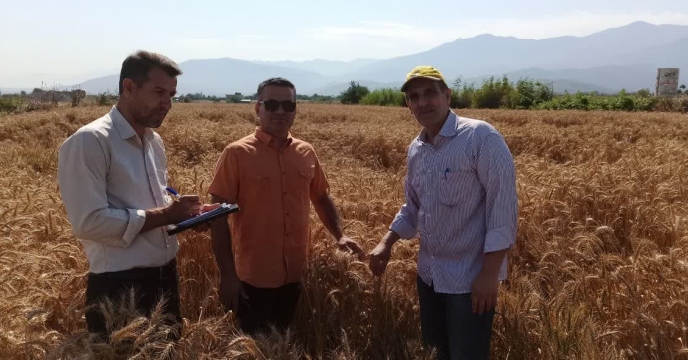 بازدید از مزرعه پیمانکار تکثیری بذر گندم ابراهیم زاهدی در روستای آهنگر محله شهرستان گرگان