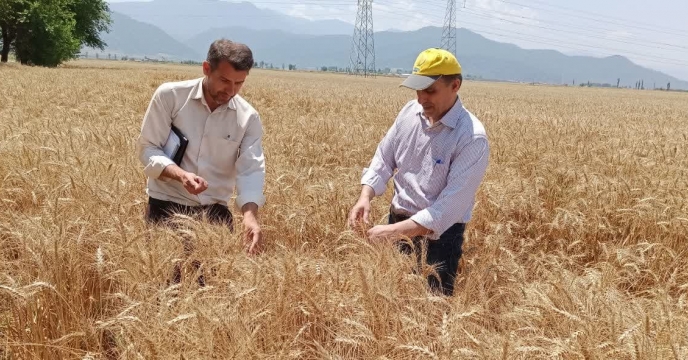 بازدید ازمزارع پیمانکاران تکثیری بذر گندم بخش کمالان شهرستان  علی آباد کتول