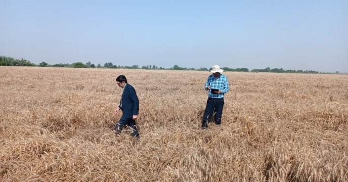 بازدید از مزرعه40 هکتاری یحیی پسرکلی در روستای معصوم آباد بخش بهاران استان گلستان