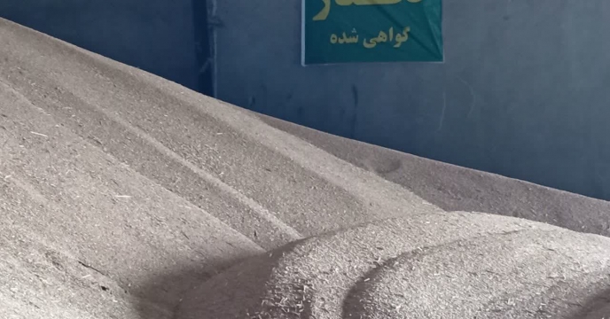 خرید بیش از3915 تن انواع بذر گندم