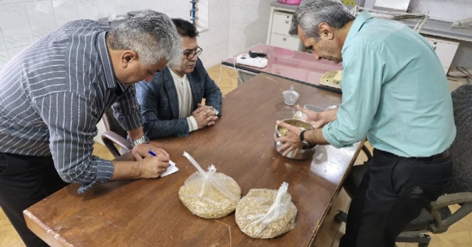 ارزیابی وضعیت آفات انباری دربذورخریداری شده گندم