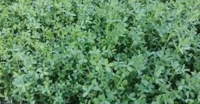 پیش بینی کشت 5هزار هکتار شبدر در بابل استان مازندران