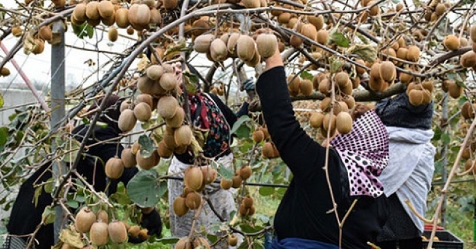تامین کود برای صادرات کیوی در مرکز مازندران