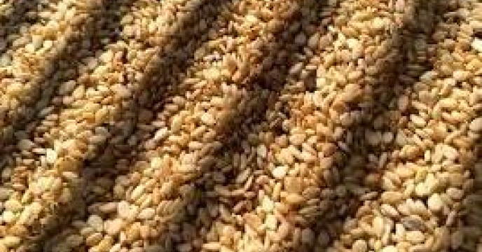 پیش بینی تولید 54 هزار کیلوگرم کنجد در بابل استان مازندران