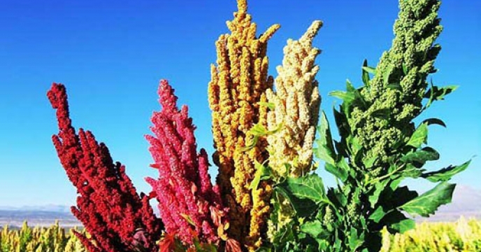 پیش بینی برداشت سه تن کینوا از مزارع سربیشه