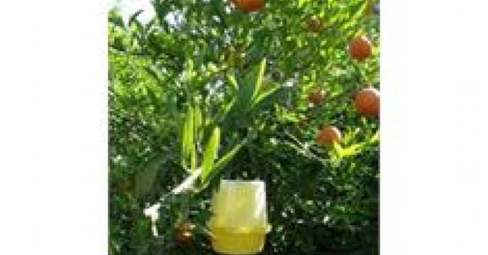 ردیابی آفت مگس میوه در 1400هکتار از باغات مرکزاستان مازندران
