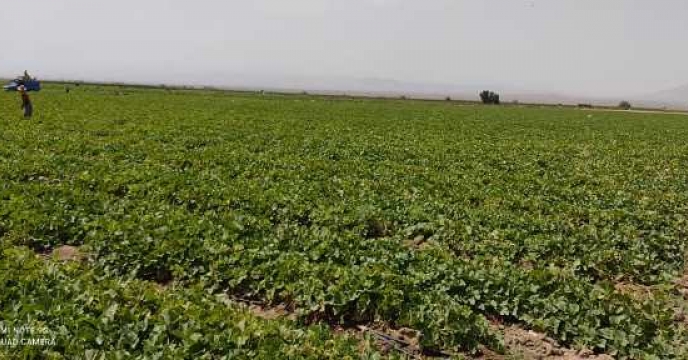  اغاز برداشت طالبی در سطح ۲۸۵ هکتار در اردستان