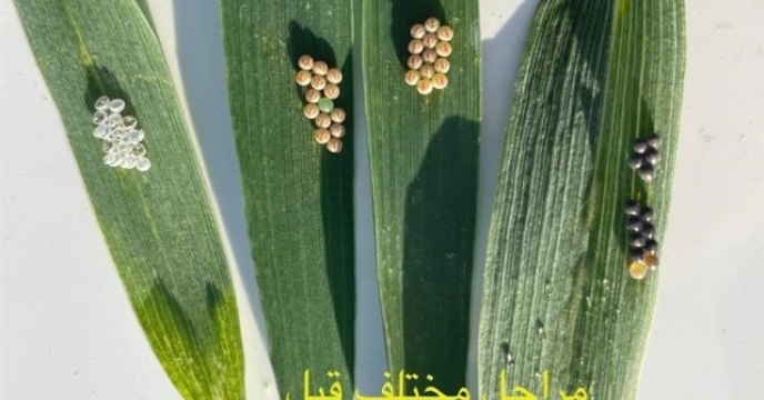  با رصد به موقع شبکه‌های مراقبت، عملیات کنترل آفت سن در مزارع گندم و جو استان اصفهان انجام شد